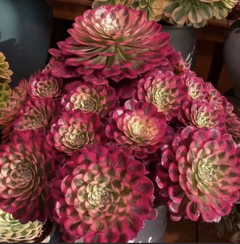 多肉法师美杜莎 粉女巫