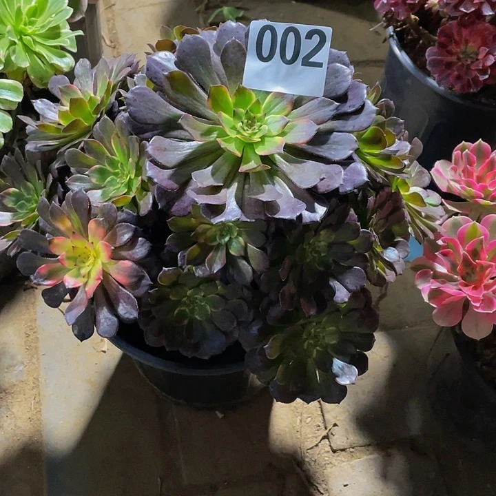 紫*多肉法师2号烟花