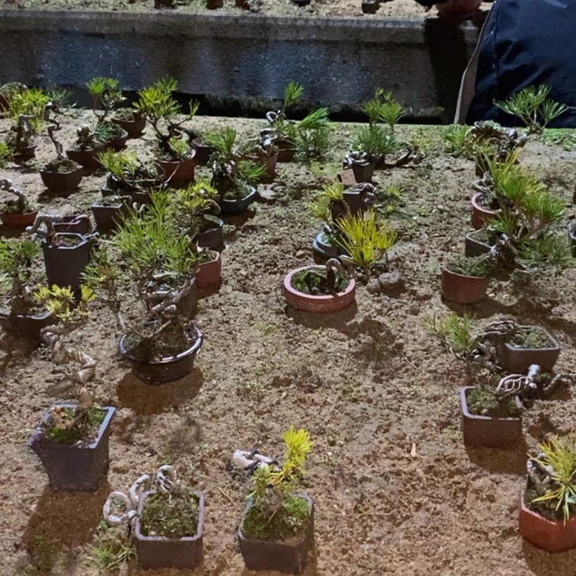 【闪购商品】红陶《****》