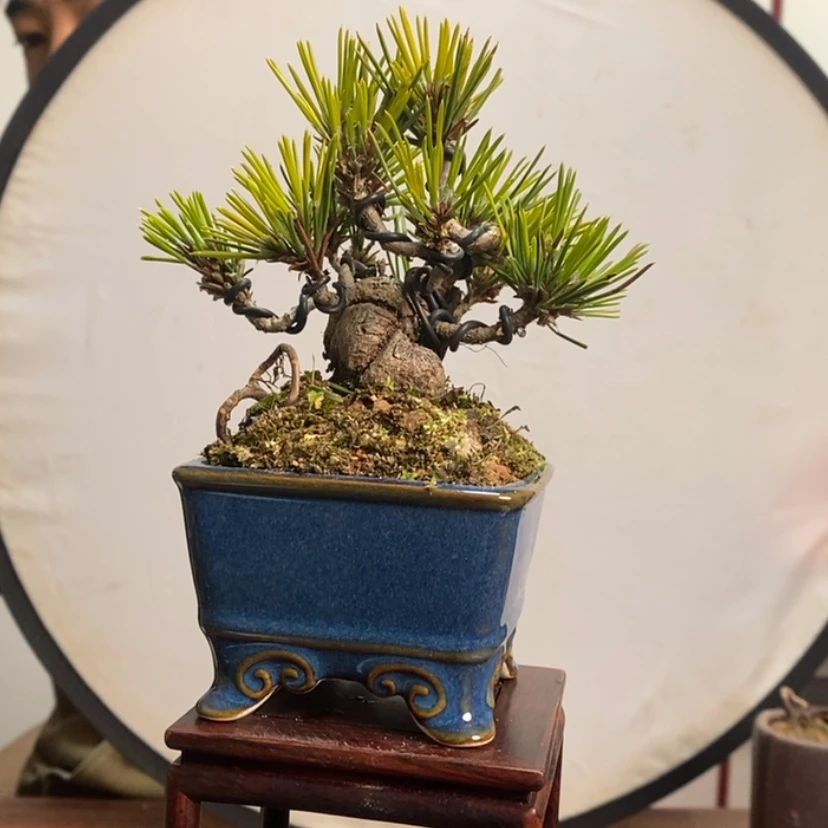 【闪购商品】红陶171cm(含)-200cm(含)拼*