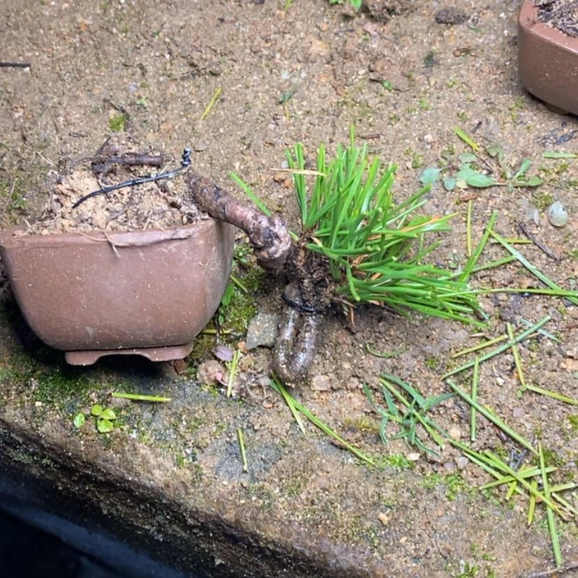 【闪购商品】红陶赵****坊