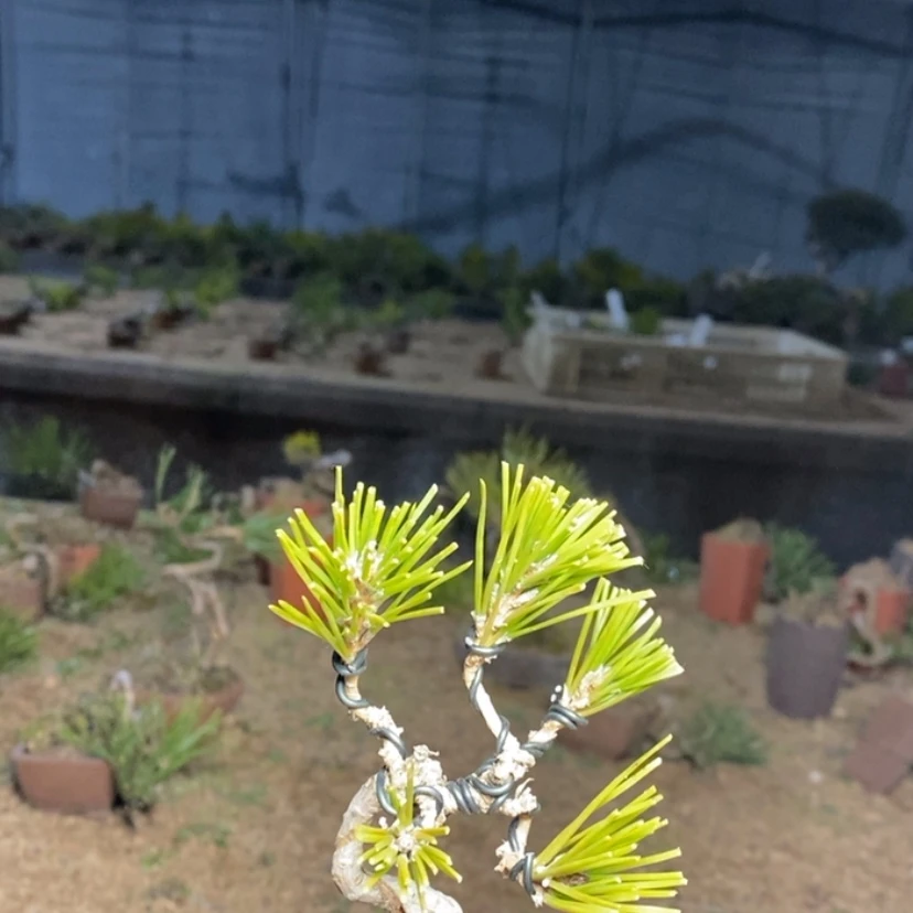 【闪购商品】仿佛哥用****8