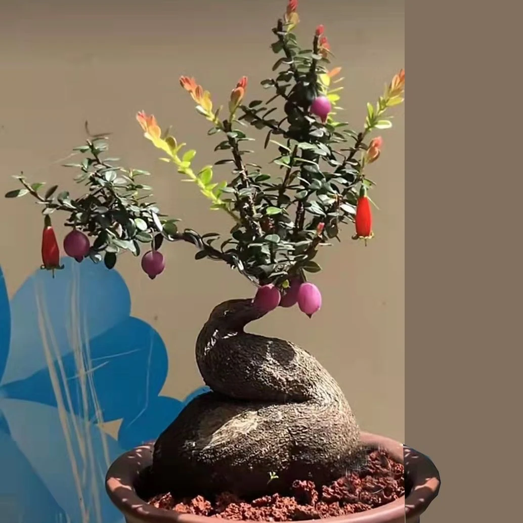 火山浮石盆景.一物一拍.请勿私拍.偏远地区不包邮.指定中通发货