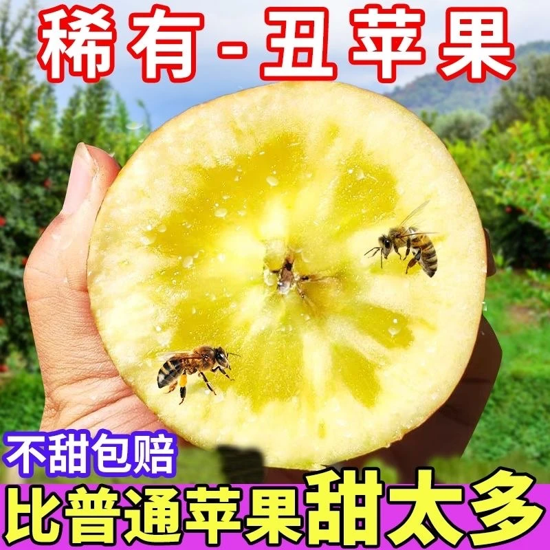 冰糖心概率大概为80%【非常好吃甘肃高原丑苹果2024头茬老树果包邮