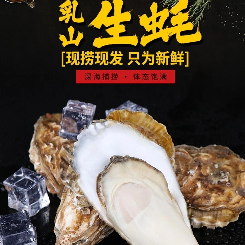 【乳山生蚝】正宗山东乳山生蚝海鲜产地发货新鲜直达精品牡蛎五斤