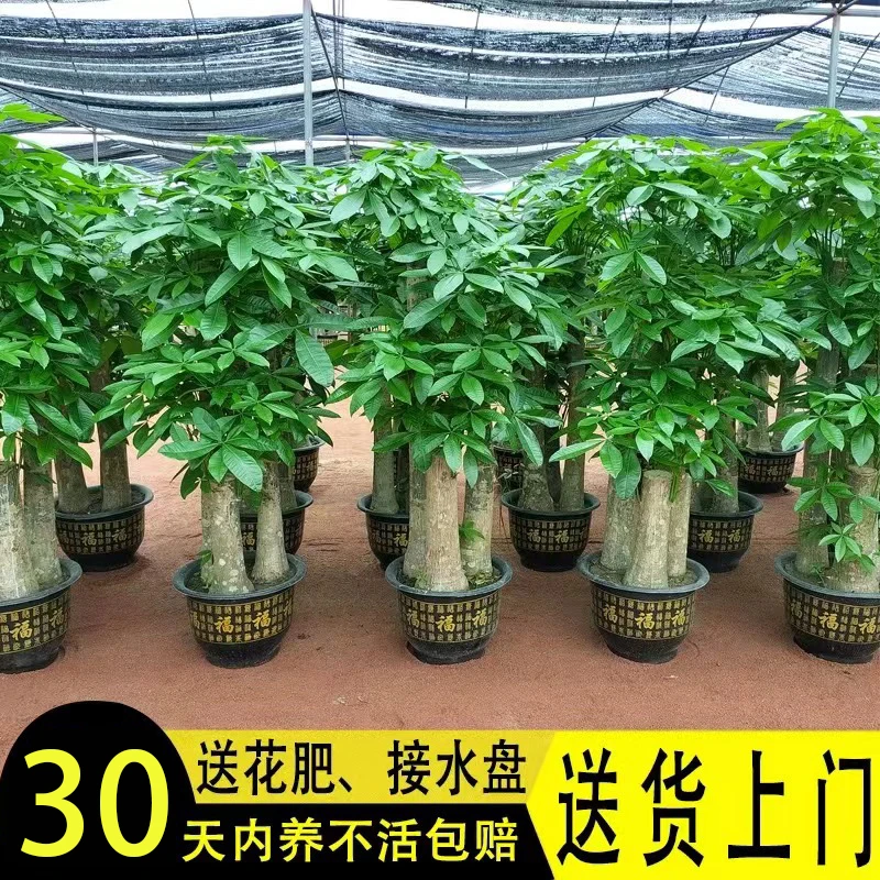 【1.6-1.7米】三杆步步发财树客厅绿植大盆栽高大棵盆景办公室植物