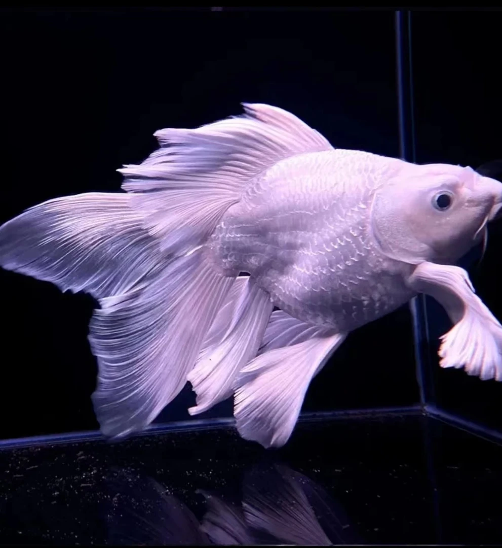 英涵 蝴蝶鲤 普身 15到16厘米普身一条