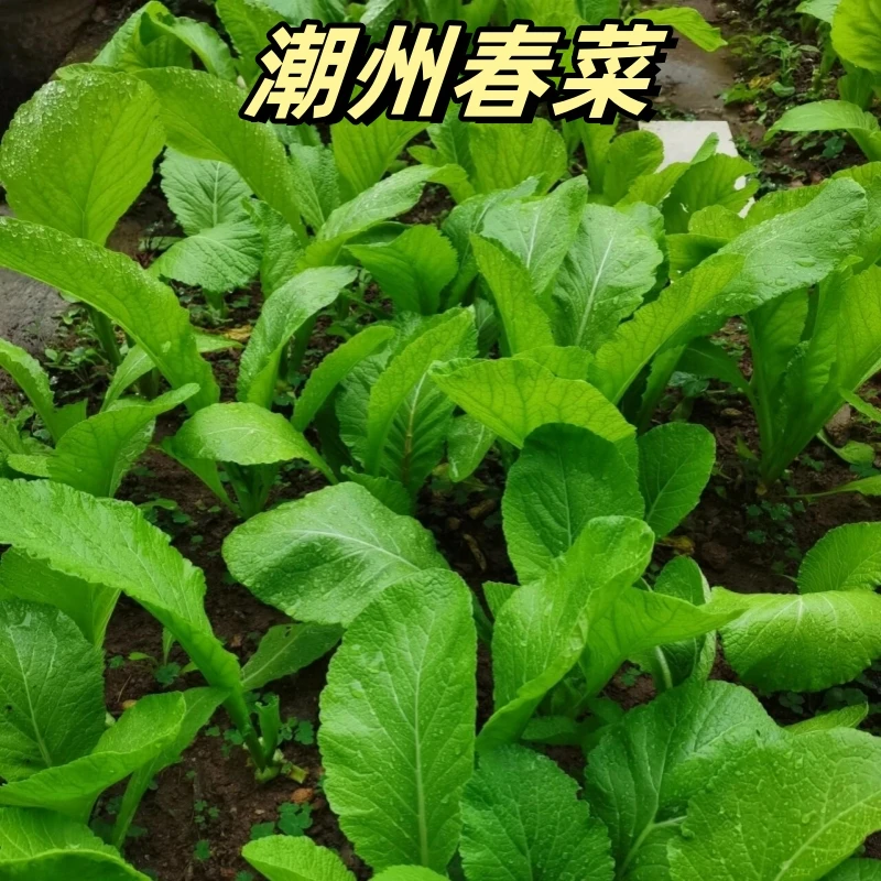 （拍2发3）四季甜春菜种子小白菜青菜种籽四季播香芥菜耐寒热阳台种