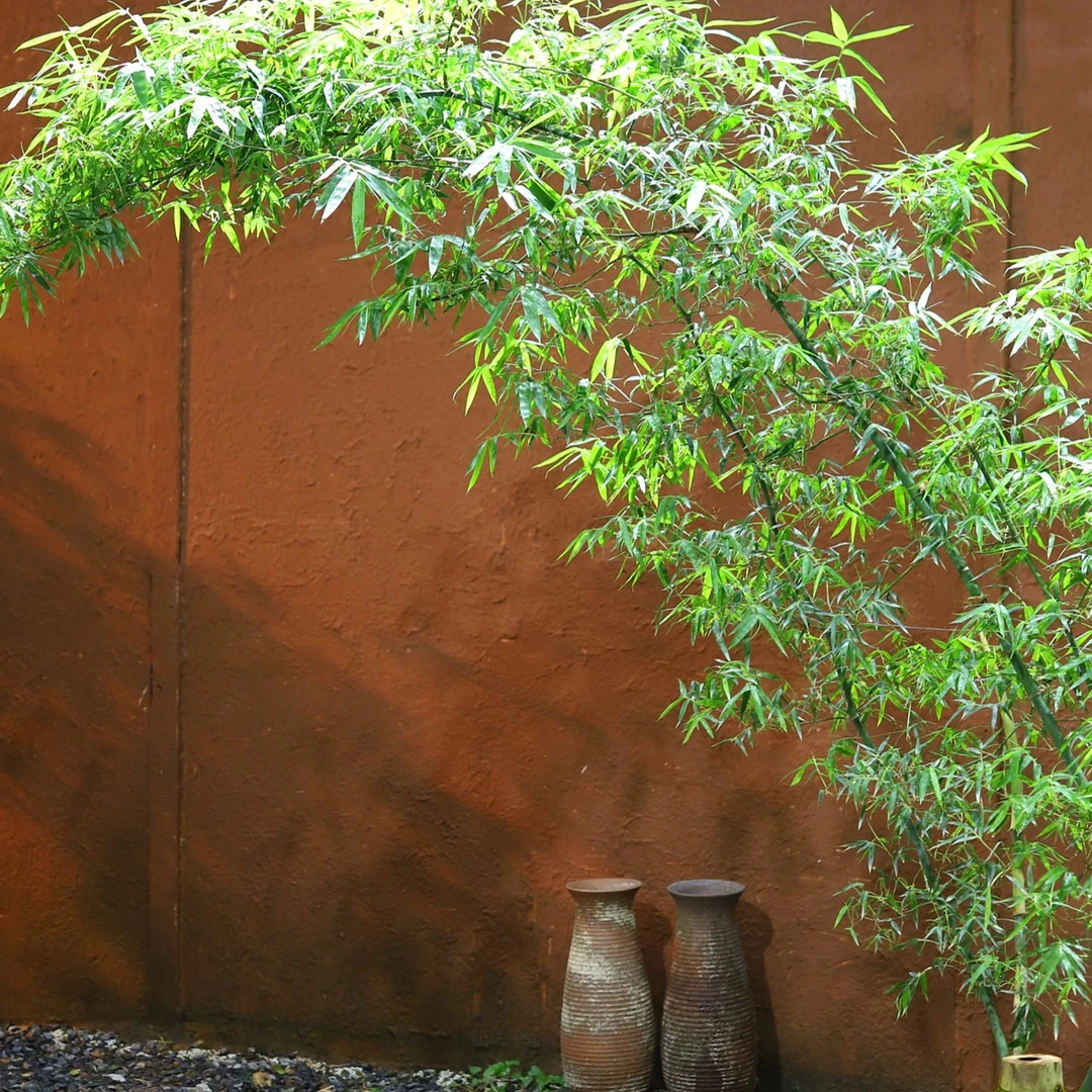 2号链接，小叶簕竹绿植植物竹景茶空间高端盆景（直播间为准）