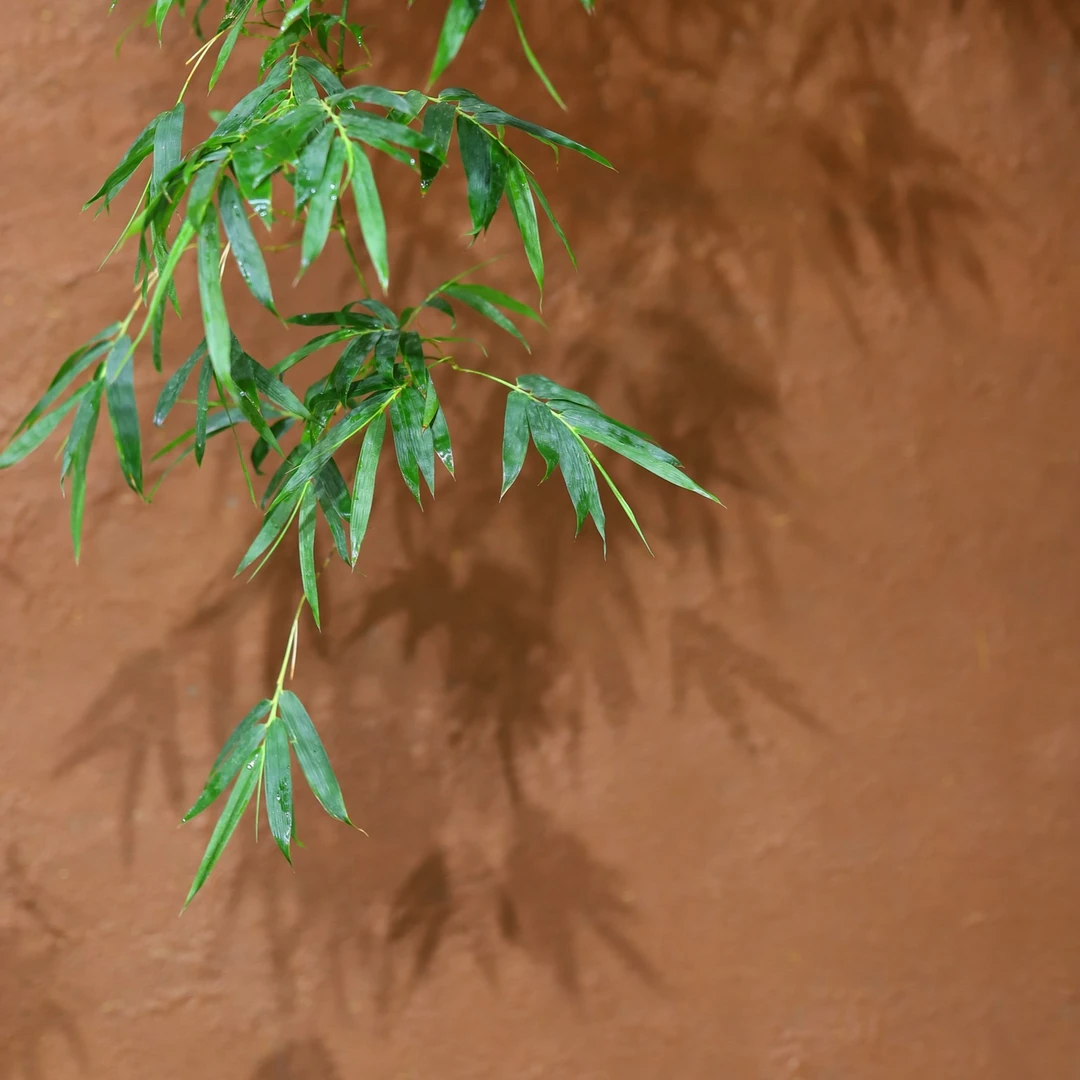 茶室禅意小叶簕竹竹子盆景成品（以直播间为准）