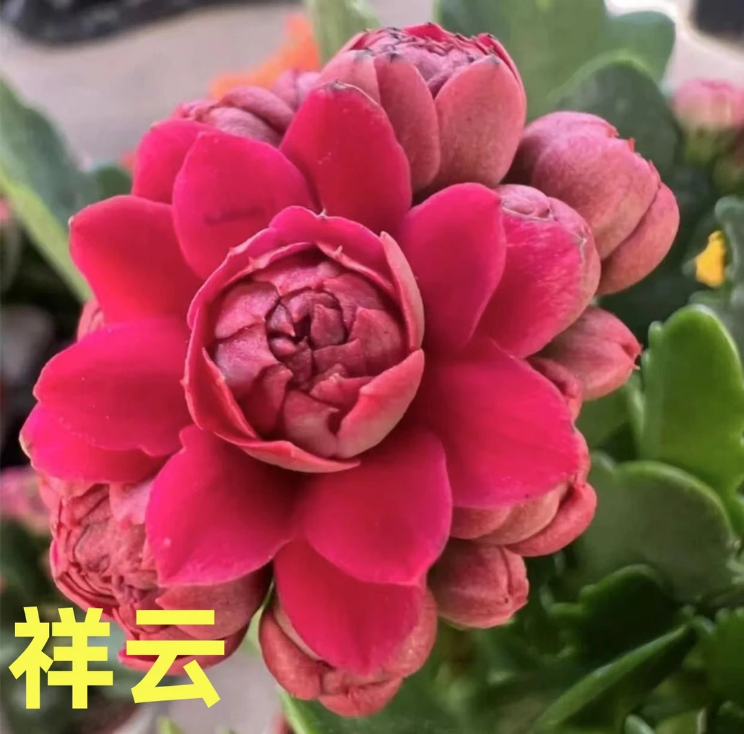 【祥云8cm盆】重瓣大花