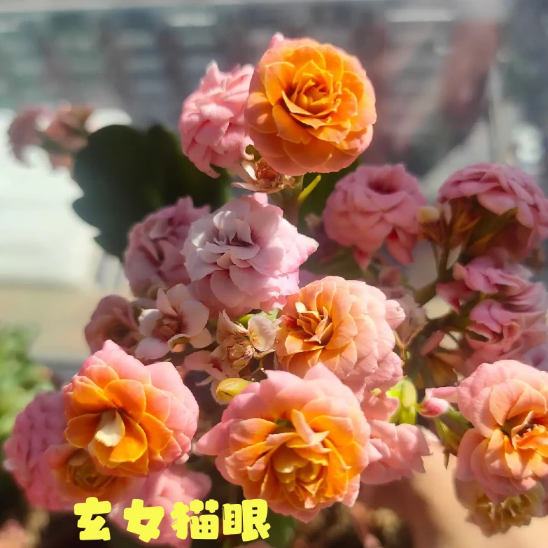 【玄女猫眼11cm盆】重瓣大花