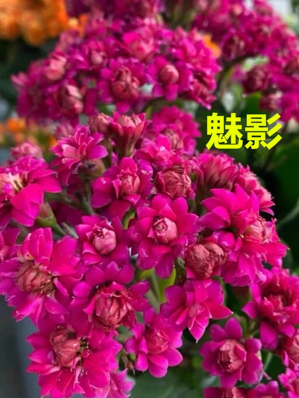 【魅影11cm盆】重瓣大花