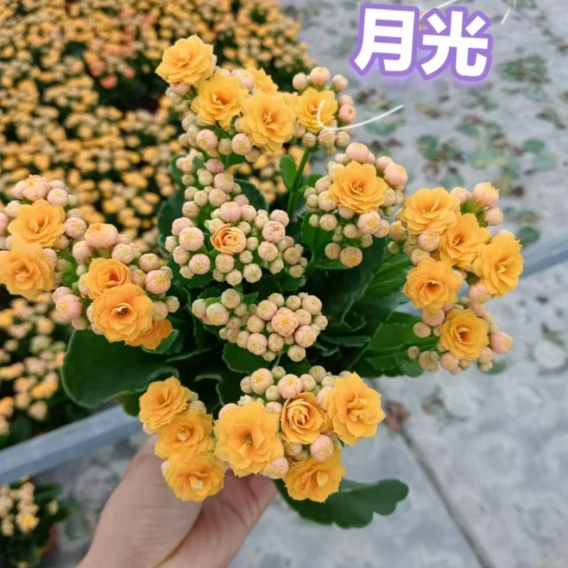 【月光11cm盆】重瓣大花