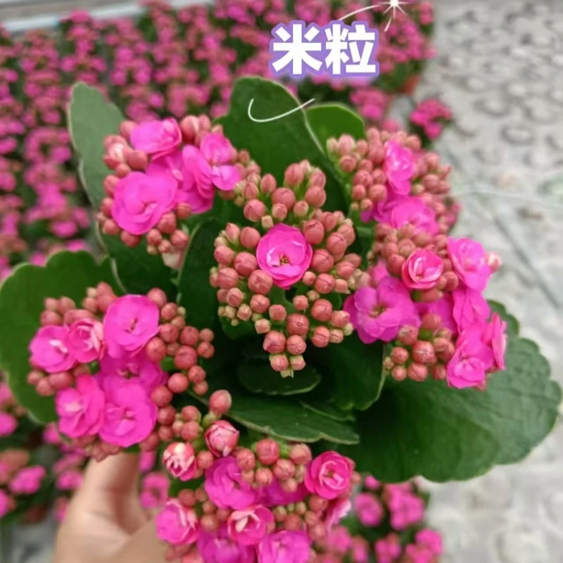 【米莉11cm盆】重瓣大花