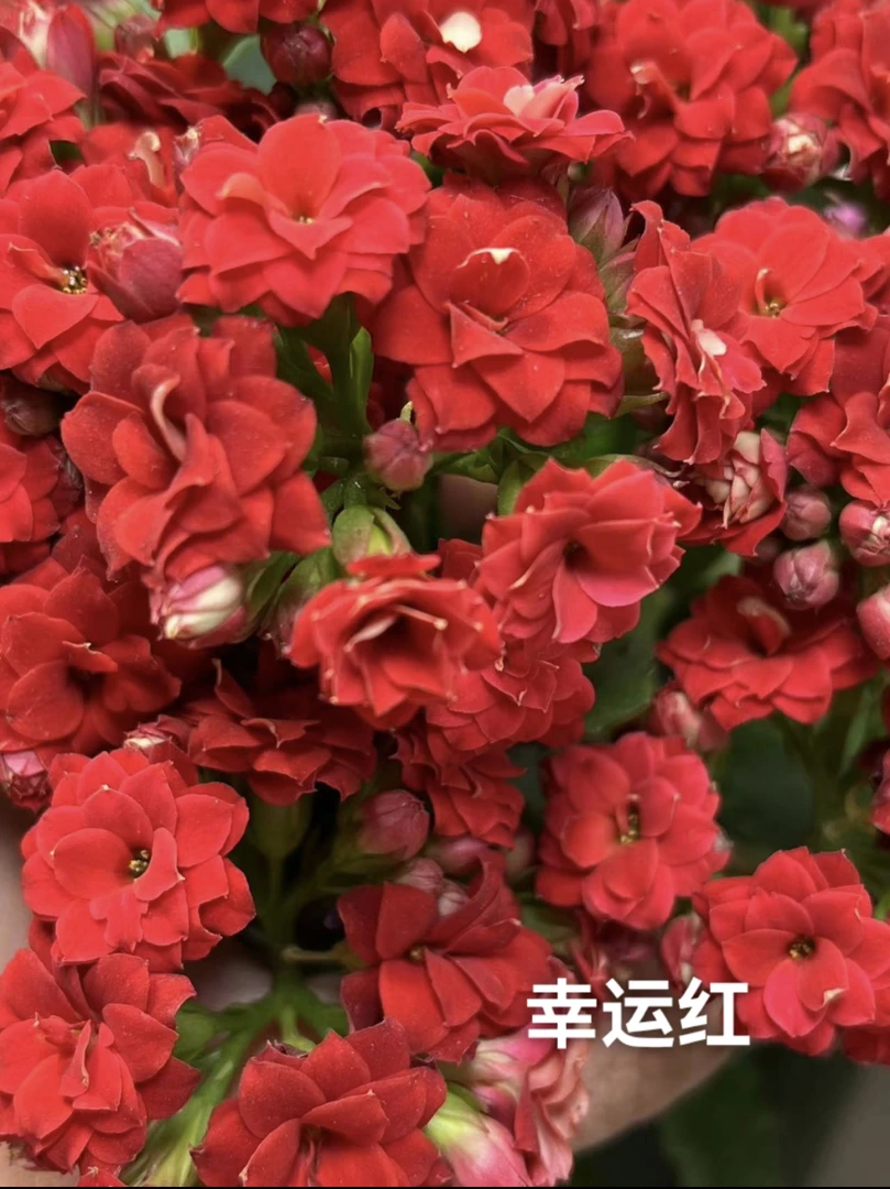 【幸运红8cm盆】重瓣大花