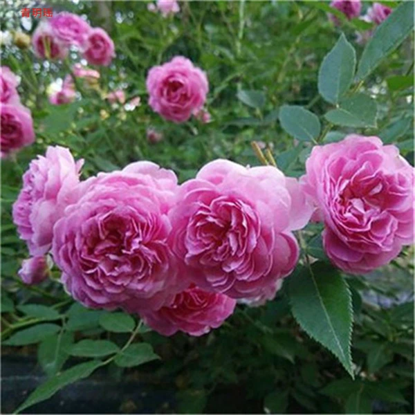 玛姬婶婶 微月中苗 浓香型紫色多花微月花量四季爆花月季花苗