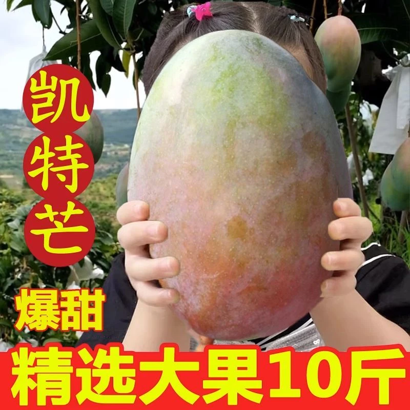 四川攀枝花凯特大芒果芒果价10斤薄皮芒果大青芒新鲜整箱包邮1g
