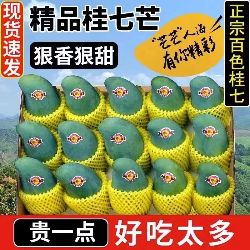 正宗田东老树桂七芒果9斤广西百色特大果新鲜采摘当季水果现摘1g