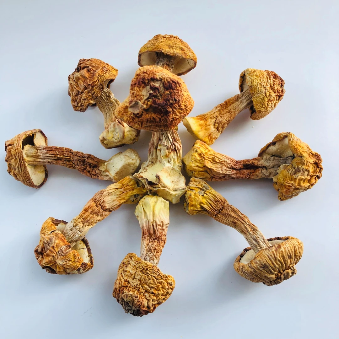 干姬松茸巴西菇150克包邮炒菜涮火锅煲汤干锅炖鸡鸭鹅排骨菌香浓