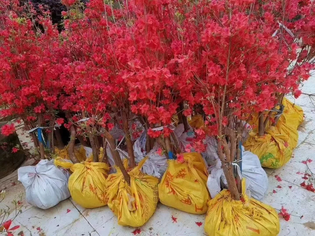 大别山先花后叶映山红矮桩