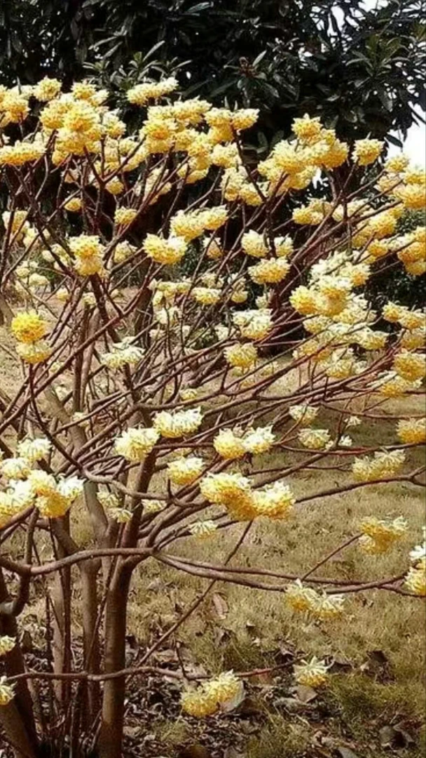 多年生丛生结香批发