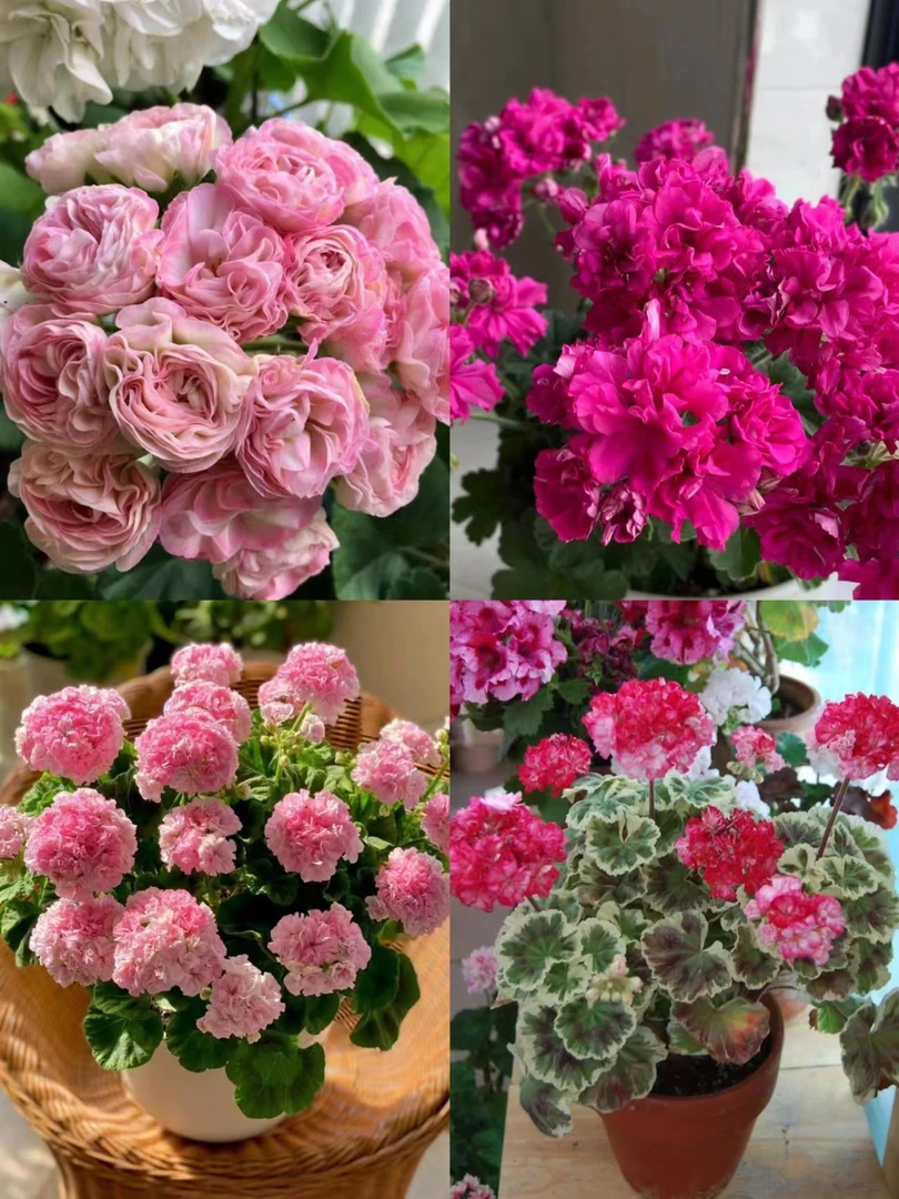 半兽重瓣天竺葵超大花球小中苗满四盆包邮四季开花