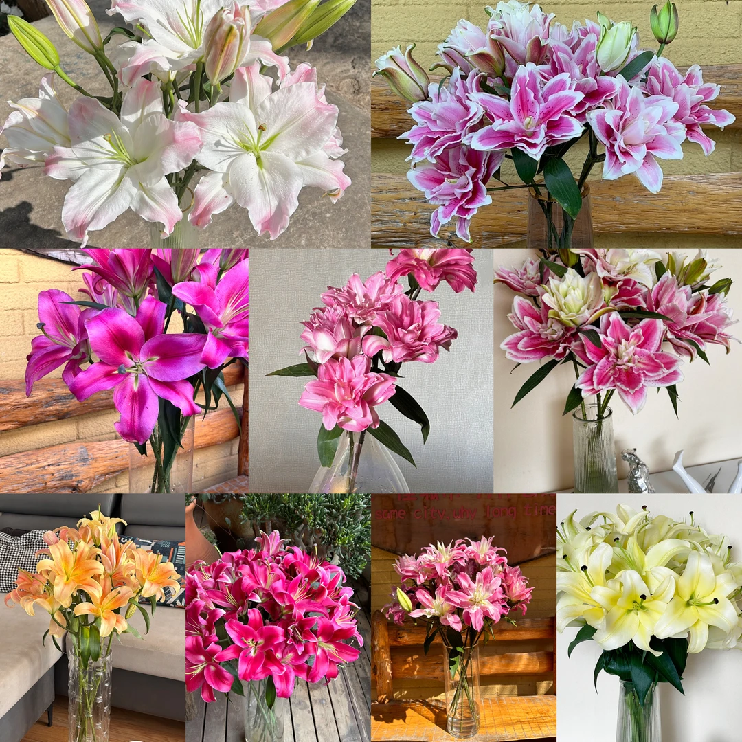 《混色福利球》百合种球荷兰进口种球1颗