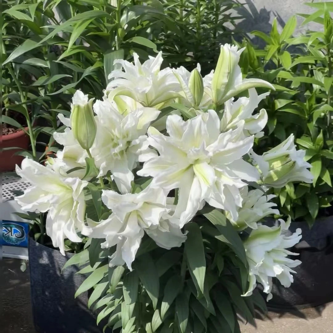 1颗爱莎重瓣大球香水百合树