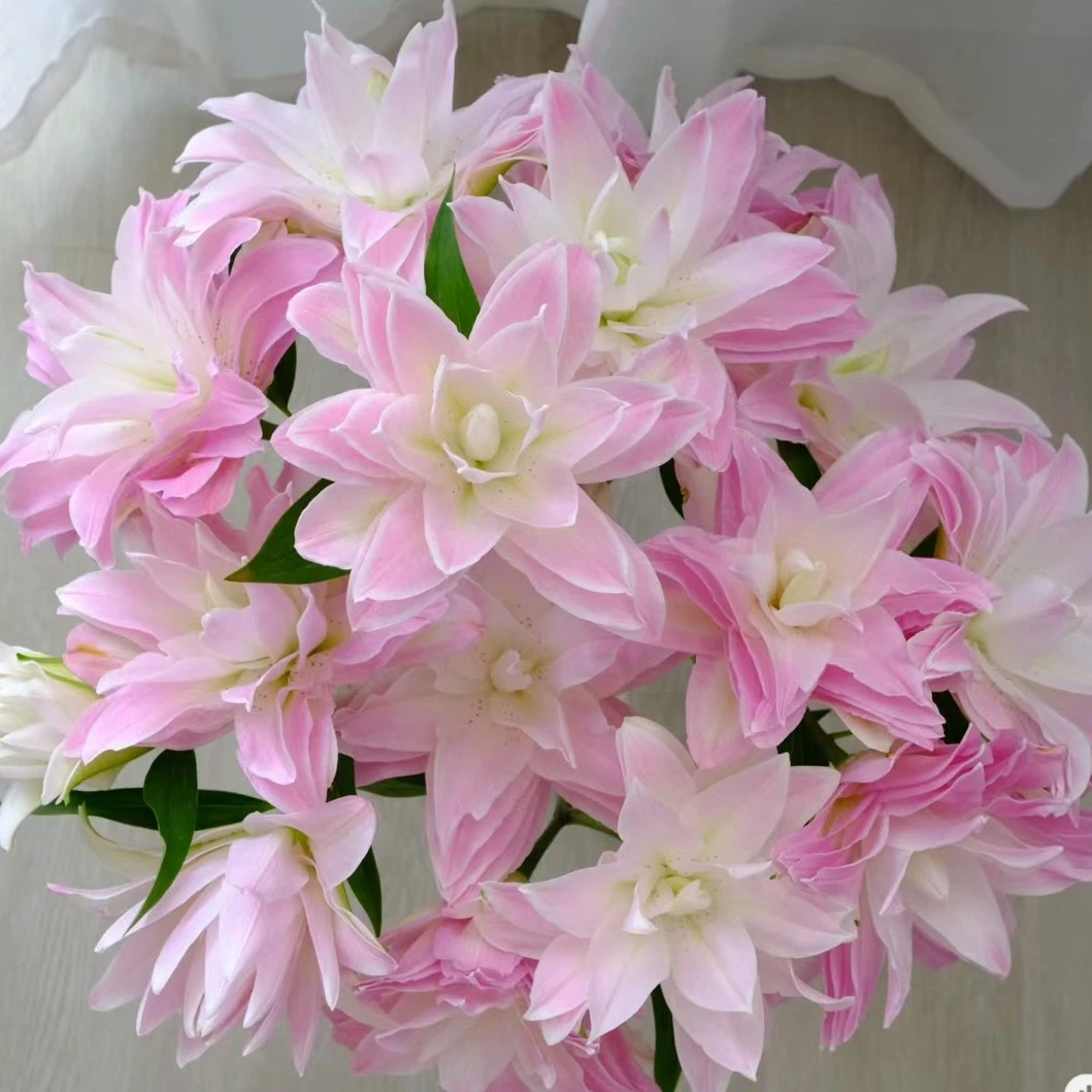 1颗莲花皇后百合种球盆栽地栽