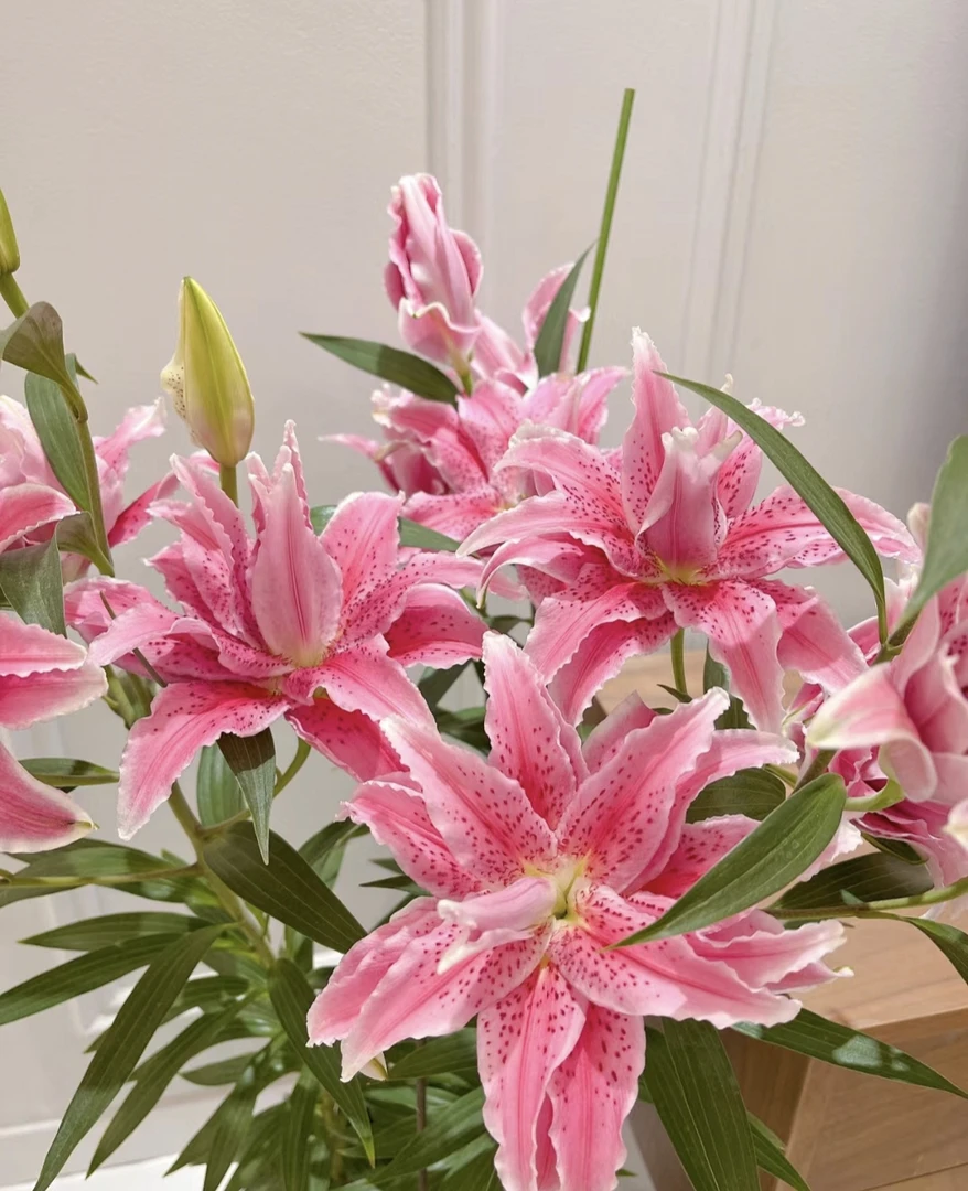 娜塔莎1颗重瓣香水百合鲜花种球