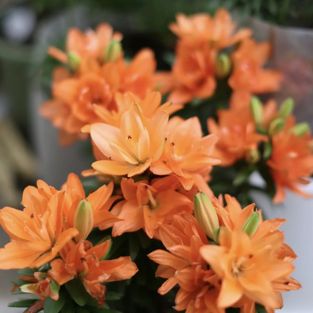 1颗小重影LA系列重瓣亚洲无香荷兰进口