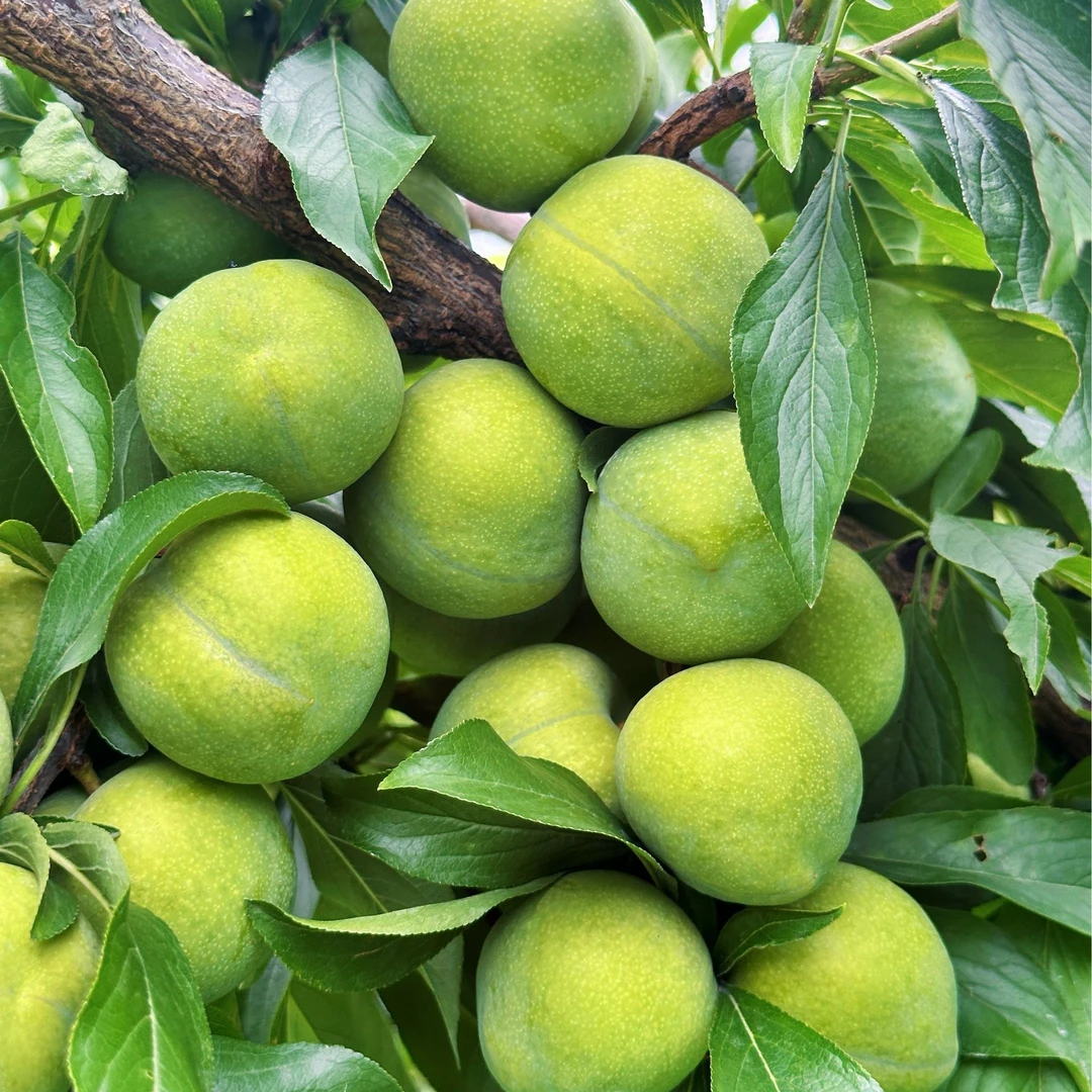 【顺丰包邮】正宗汶川脱骨李青脆李新鲜应季采摘整箱酸酸甜甜