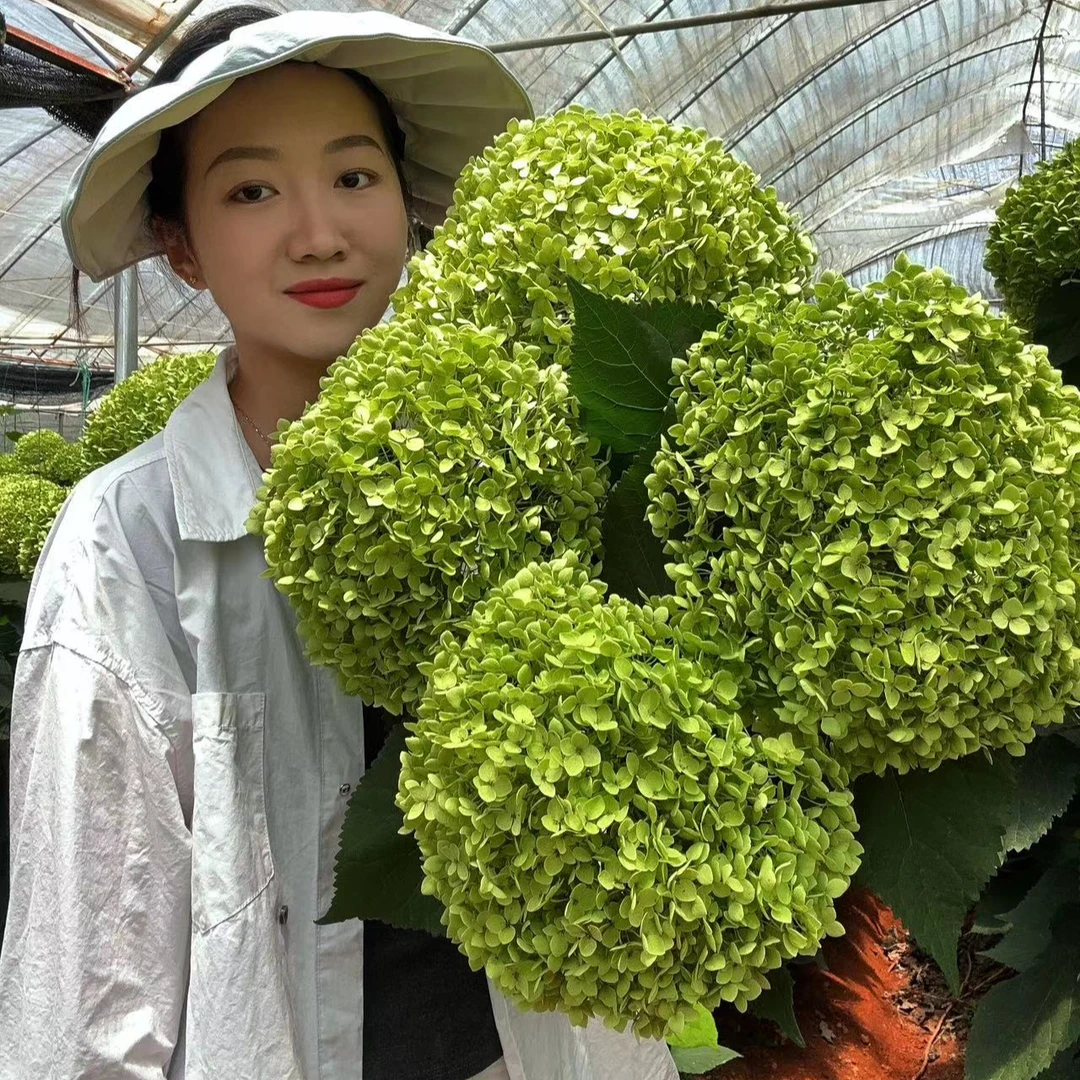 性价比之选【安娜绣球5支】可做干花 超美夏季绿色系 小清新绣球