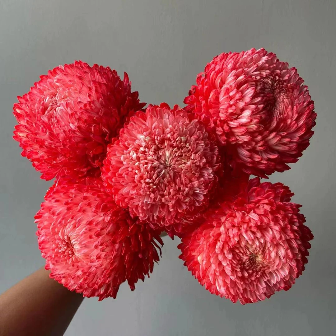红色牡丹菊 |任意两单顺丰包邮云南鲜花基地直发收到后养护更美观