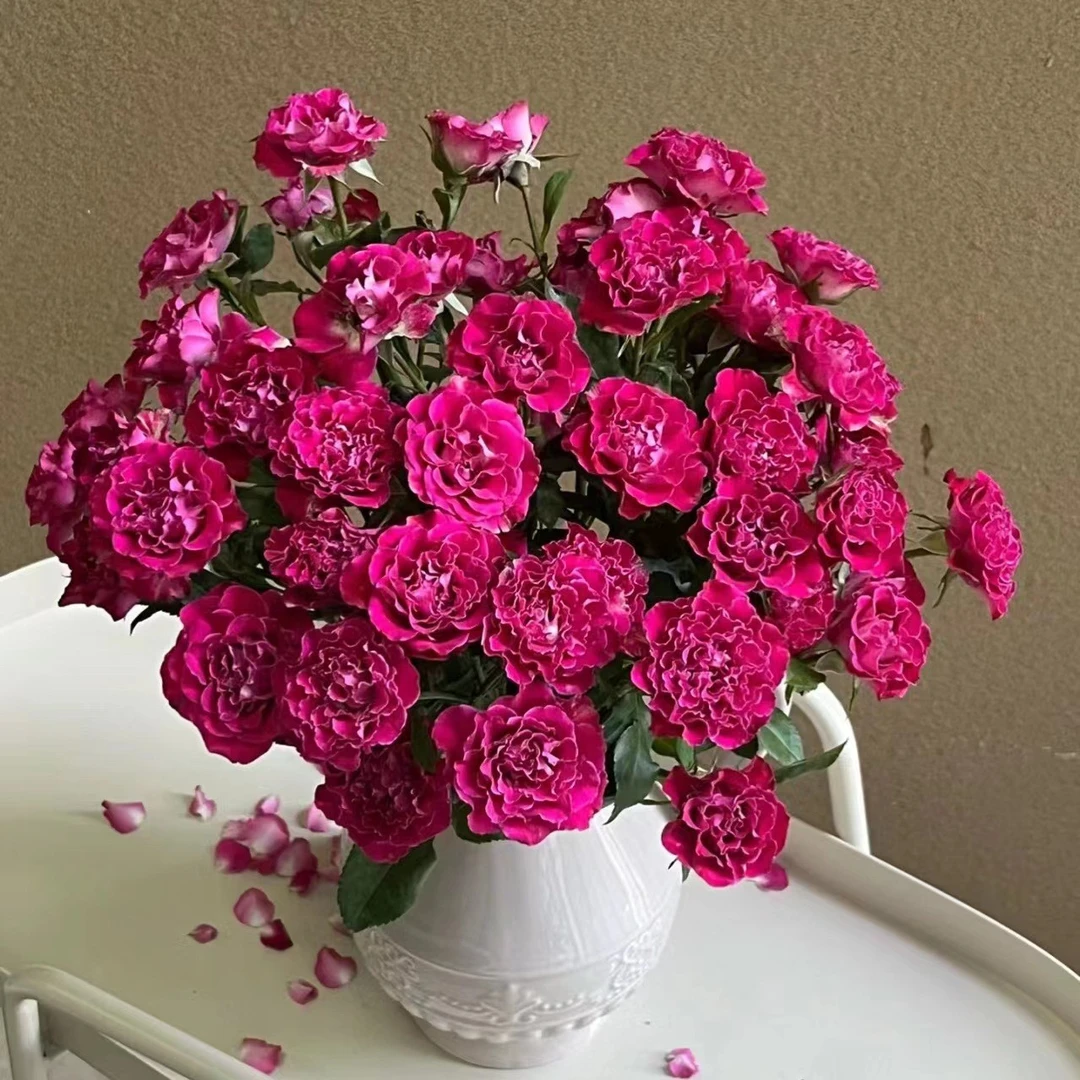 多桃多头玫瑰 | 任意两单顺丰包邮云南鲜花基地直发醒花后需养护