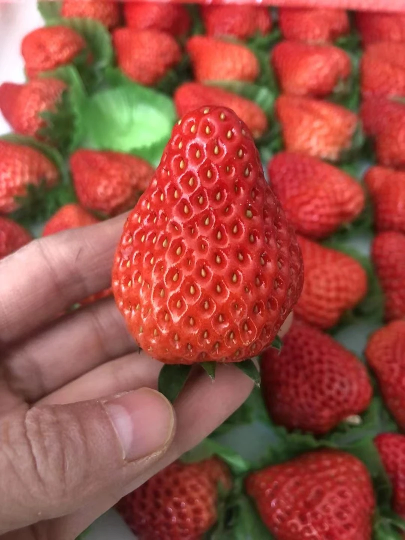 【来点好货】红颜草莓一盒500克