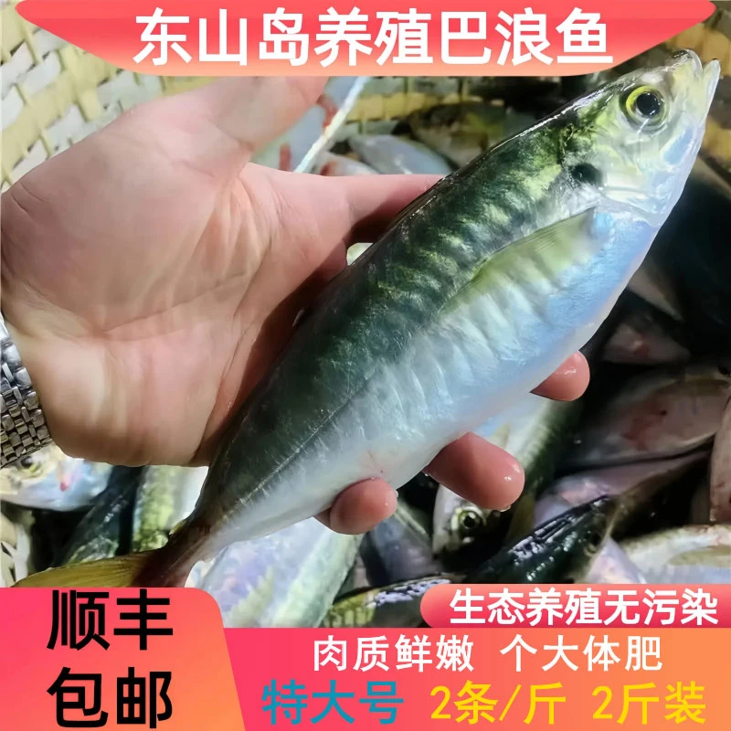 东山岛特大号养殖土豪巴浪鱼【2条/斤】竹荚鱼干净美味活冻保鲜发货