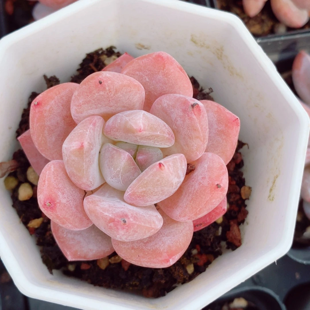 【闪购商品】冰糖橙5cm