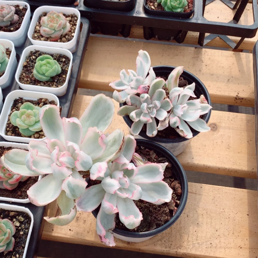 【闪购商品】蜉**年伯克利锦两颗8cm