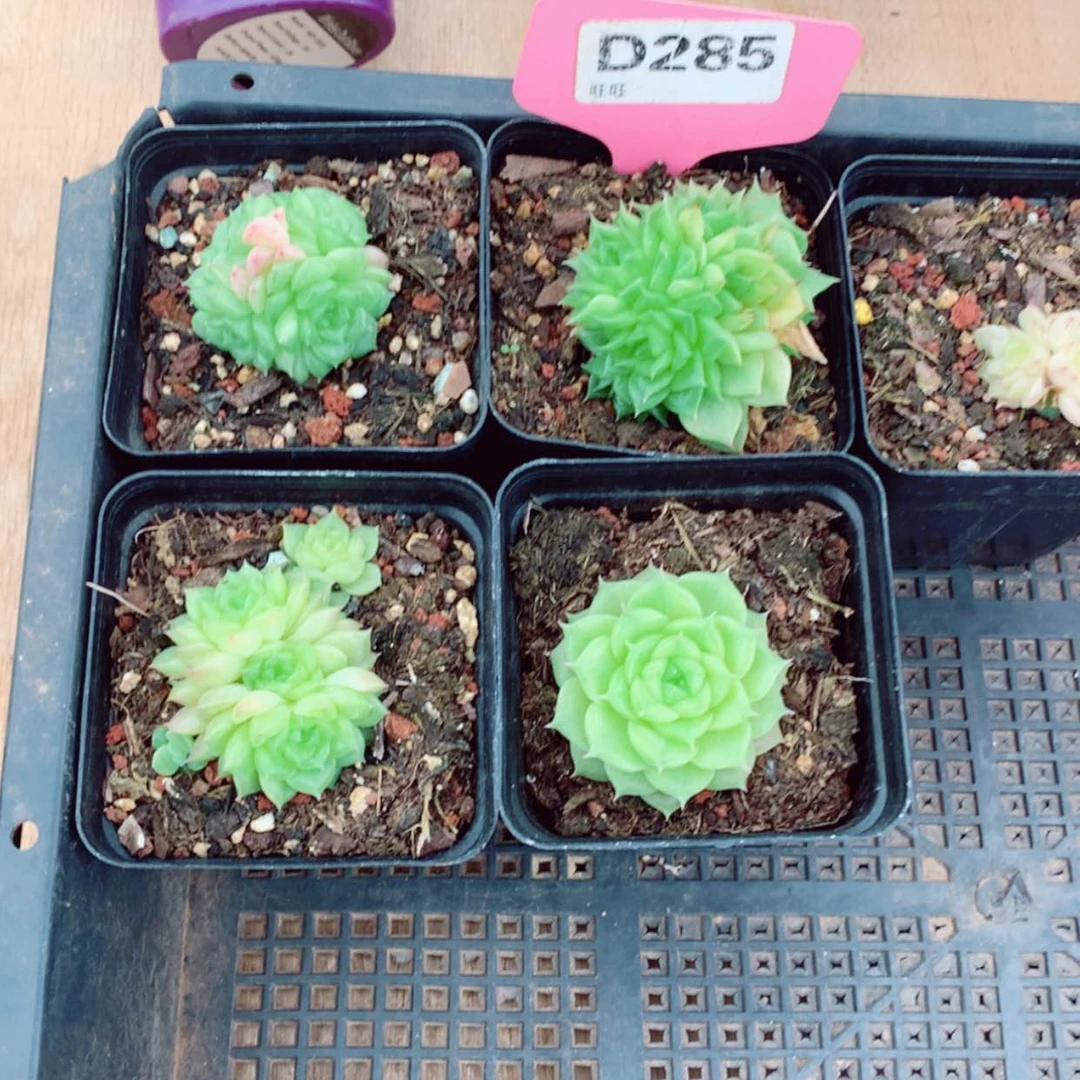 【闪购商品】弥**?4颗送一颗