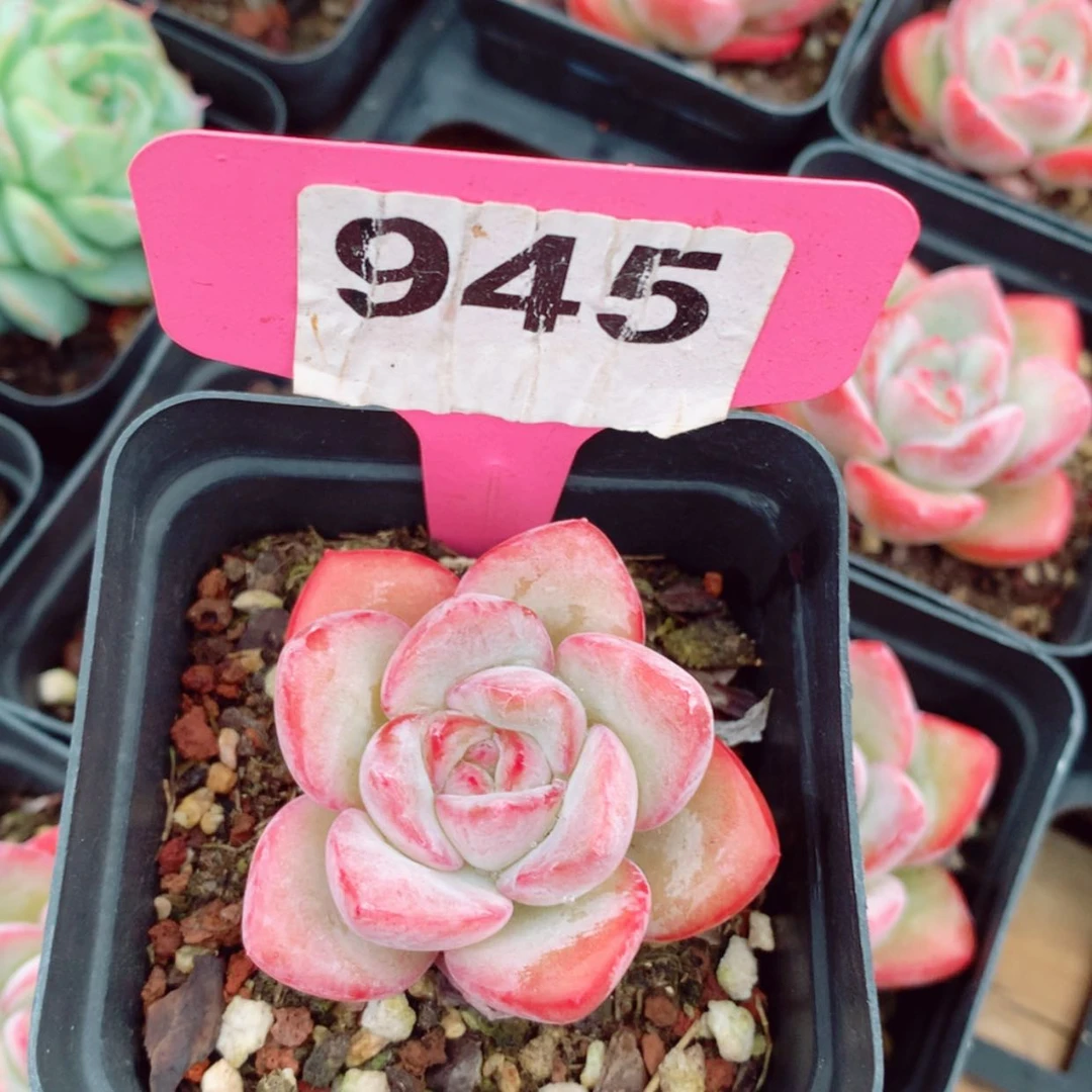 【闪购商品】黑*蚁草莓泡芙5cm