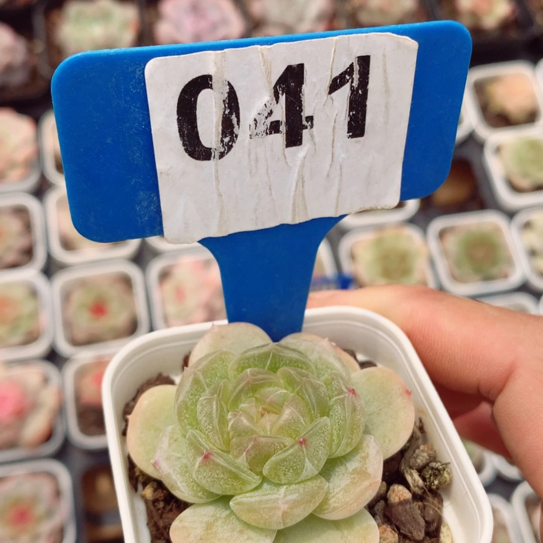 【闪购商品】白色恋人4cm