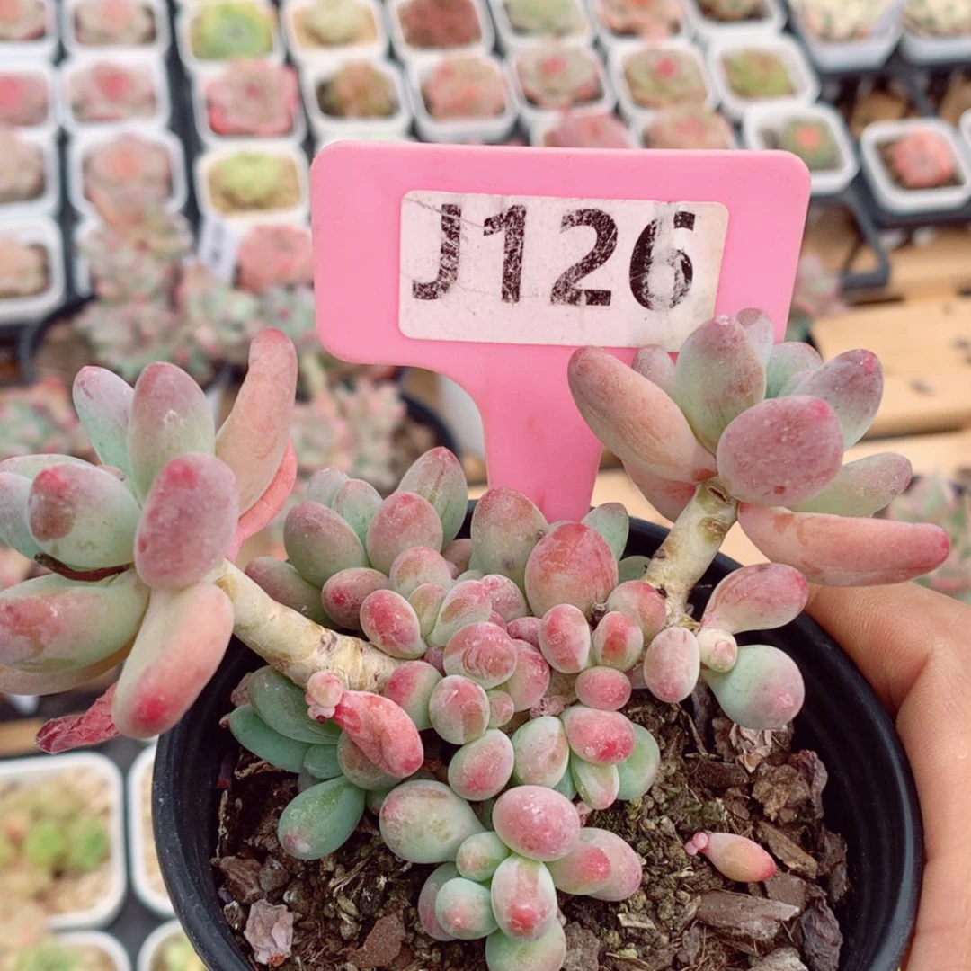 【闪购商品】苹果奶9cm