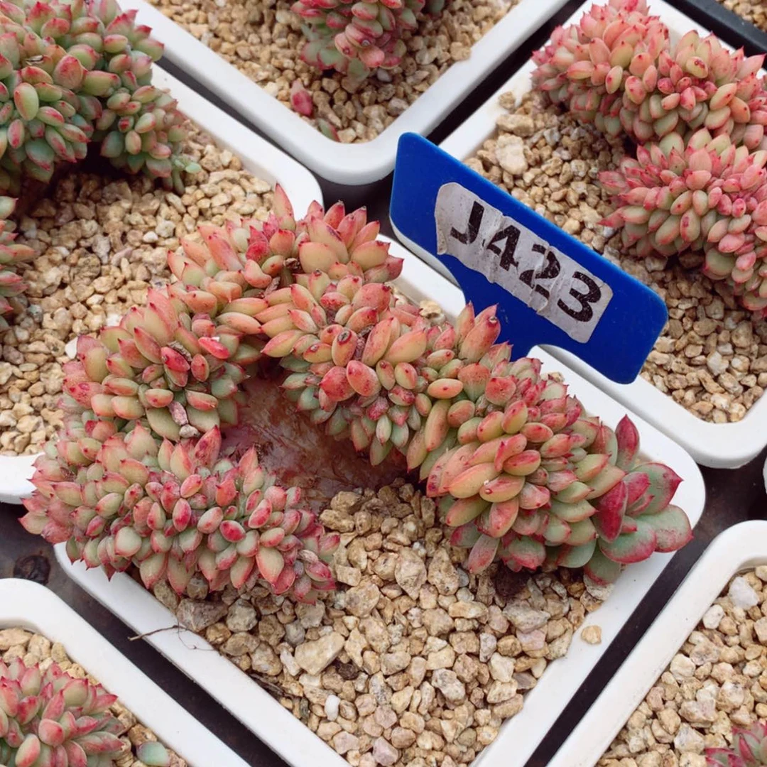 【闪购商品】提拉米苏10cm