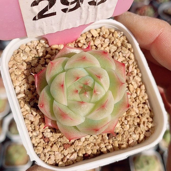 麦秆4cm多肉植物