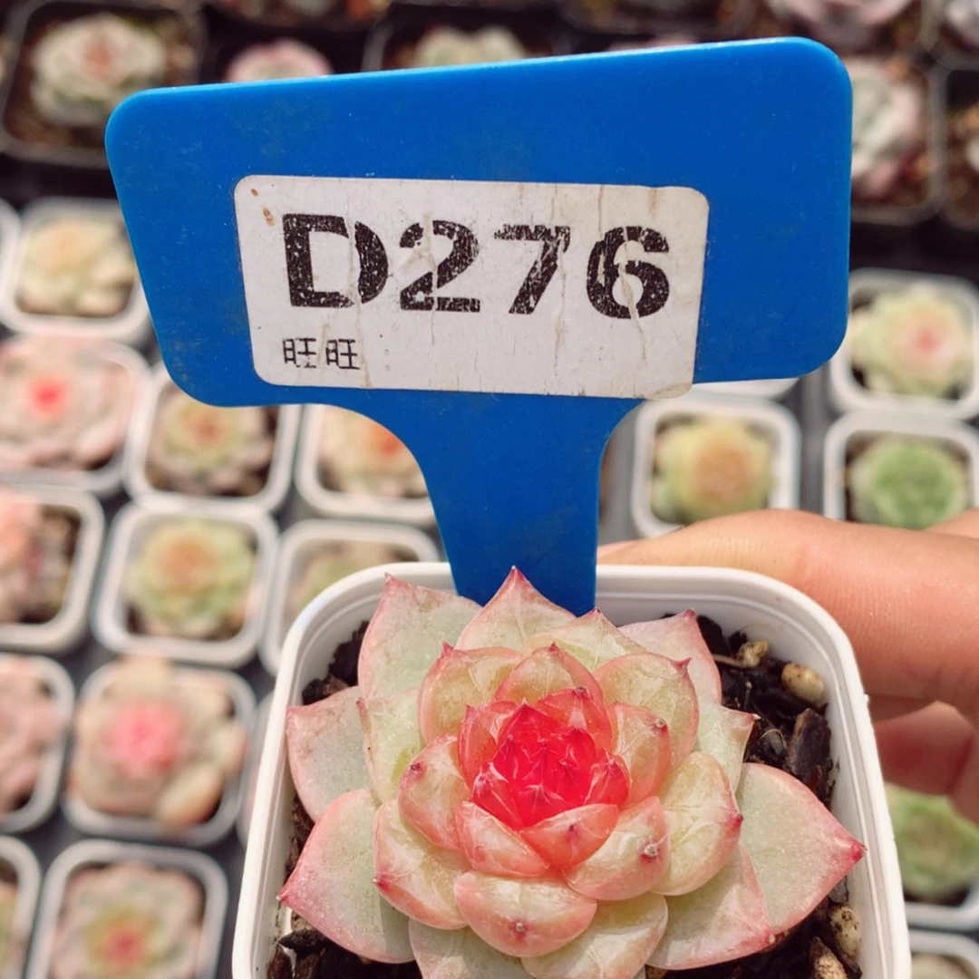 【闪购商品】小糖果4.5cm