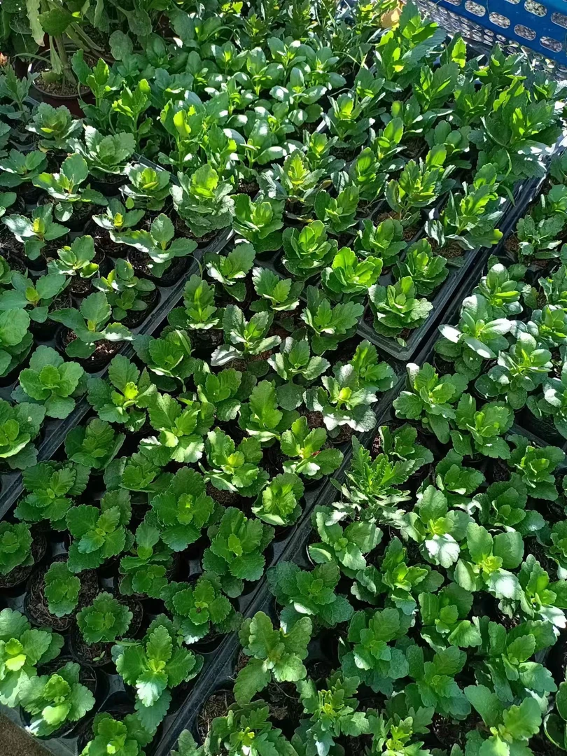 长寿花自选品种生根苗10颗