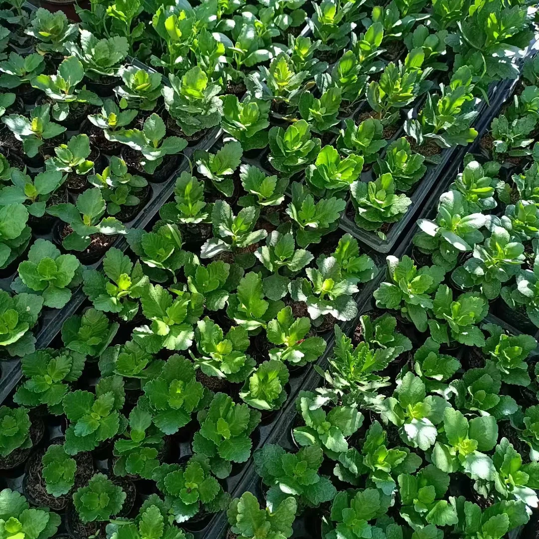 长寿花新测生根苗自选10颗