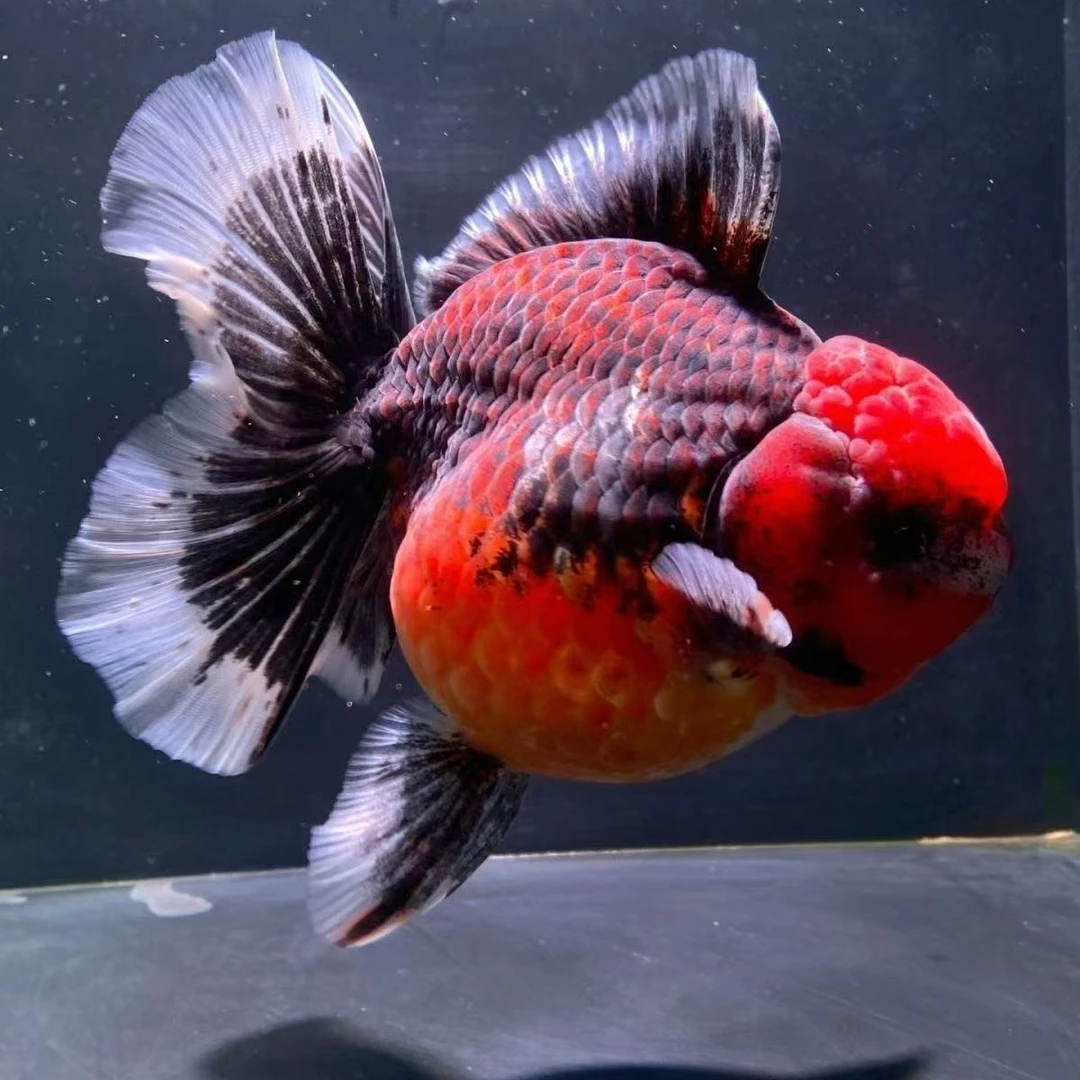 活体观赏鱼 冷水鱼 泰狮金鱼 百褶泰狮 将军·麒麟·樱花12-18cm